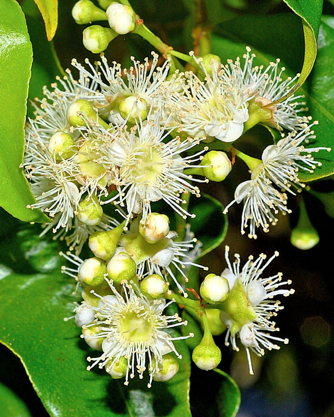 Anise Myrtle essential oil (Aniseed Myrtle)