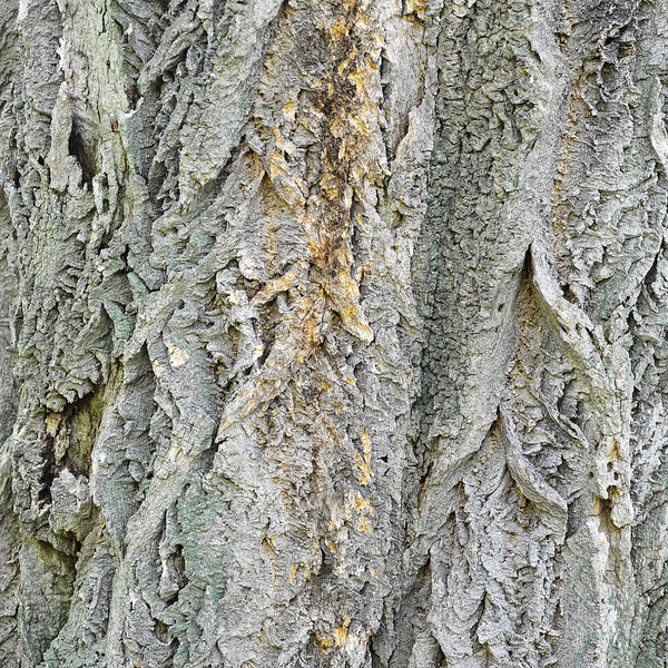 Bark of the Amur Bark plant