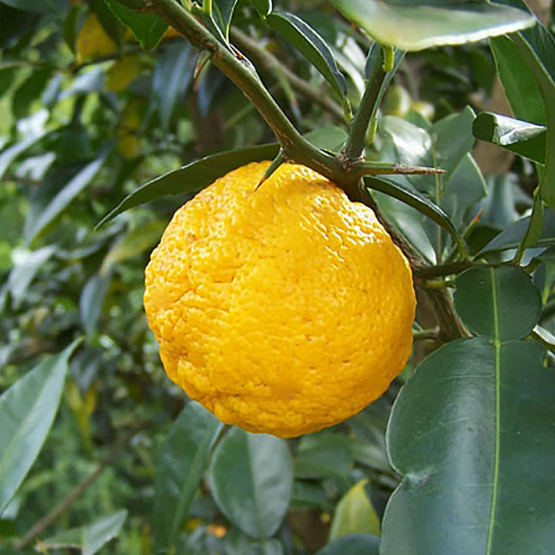 The Yuzu (Citrus junos) fruit, is a large yellow citrus, and is used to create the Native Extracts Yuzu Cellular Extract.