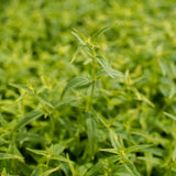 The lush green Native River Mint plant is used to create the  Native River Mint Cellular Extract.