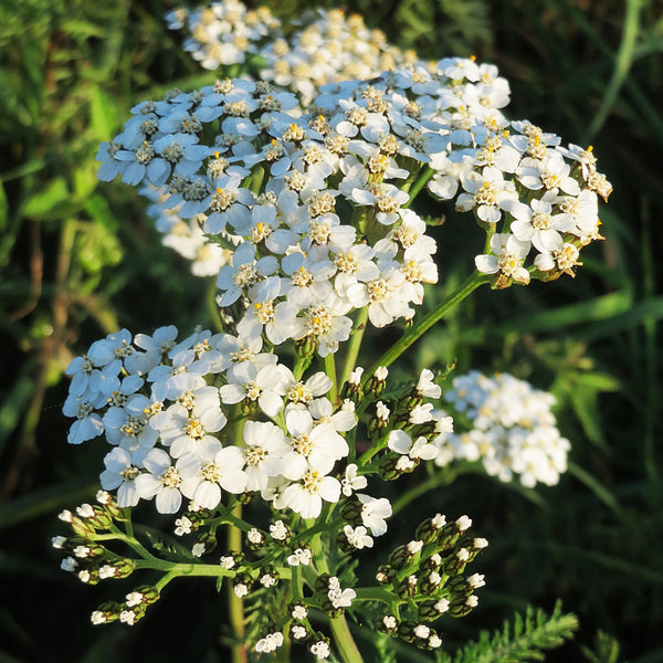 The Yarrow plant (Achillea millefolium), has small white flowers, and is used to create the Native Extracts Yarrow Cellular Extract.