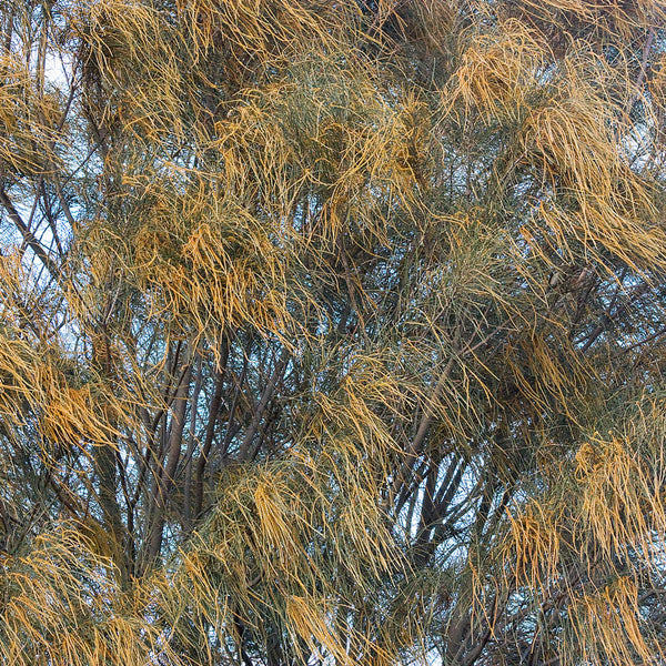 Australian native Casuarina tree with tiny tooth-like structured leaves protruding from around the top of each joint, green and golden in colour, scientifically know as Allocasuarina verticillata (synonym Casuarina strica)