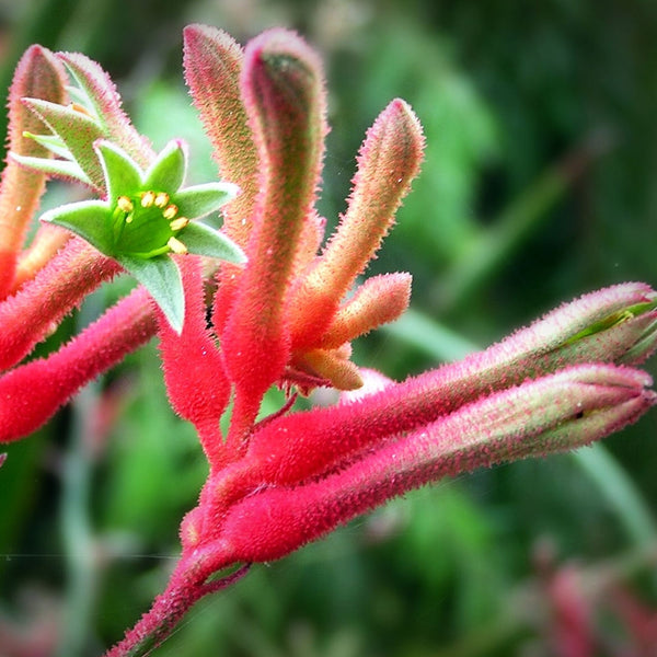 Australian Native Kangaroo flower bright red in colour, with fury flower heads shaped like a kangaroo's paw. Scientifically known as Anigozanthos flavidus, it creates NATIVE EXTRACTS Kangaroo Paw Cellular Extract