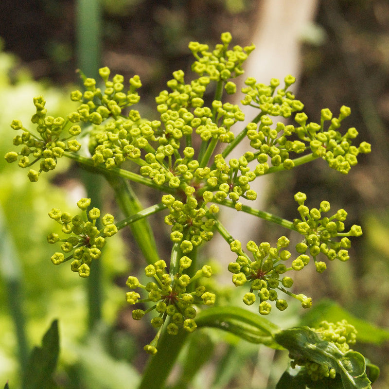 Lime green top of the celery stalk, scientifically known as Apium graveolens