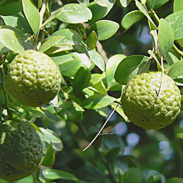 Rainforest Lime (Citrus australis), also called the 'Dooja', 'Australian Round Lime' or 'Gympie Lime', is an Australian native citrus, with green fruit, and is used to create the Native Extracts Rainforest Lime Cellular Extract.