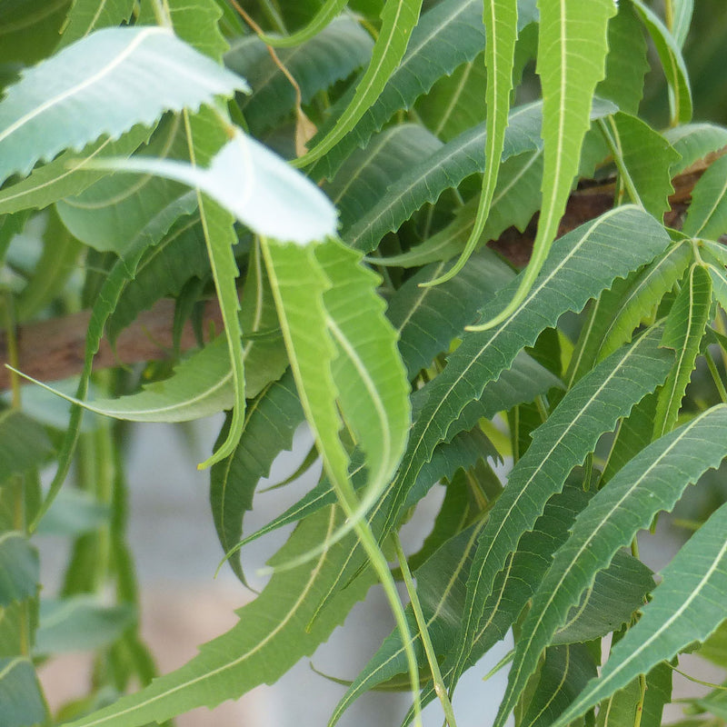 Azadirachta indica tree, also known as the neem tree, is used to create Neem Leaf Cellular Extract.
