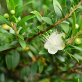 The Lemon Myrtle (Backhousia citriodora) plant, with green leaves and white flowers. 