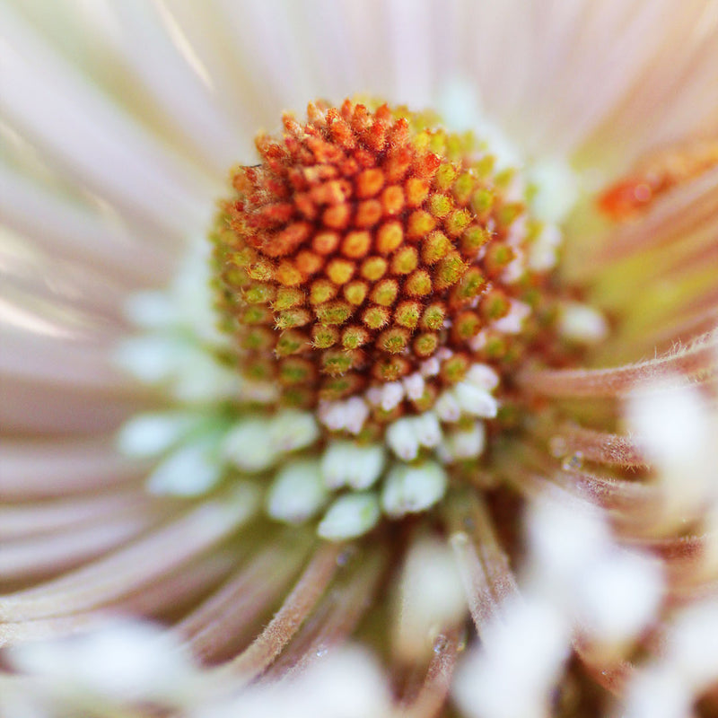 Close up of the centre of a bright yellow orange Banskia flower, also known as Banksia serrata