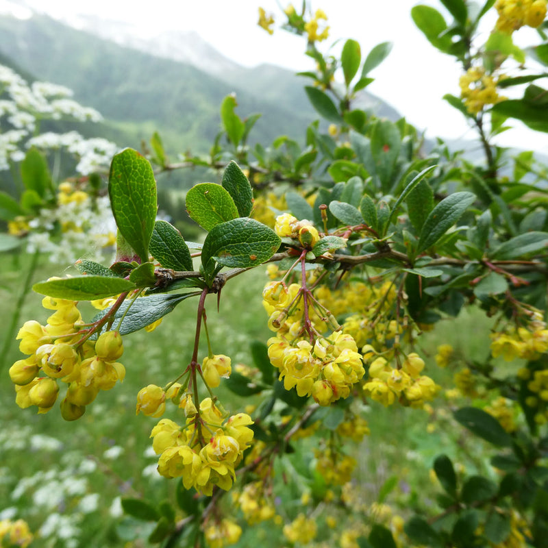 Barberry tree with bright yellow flowers