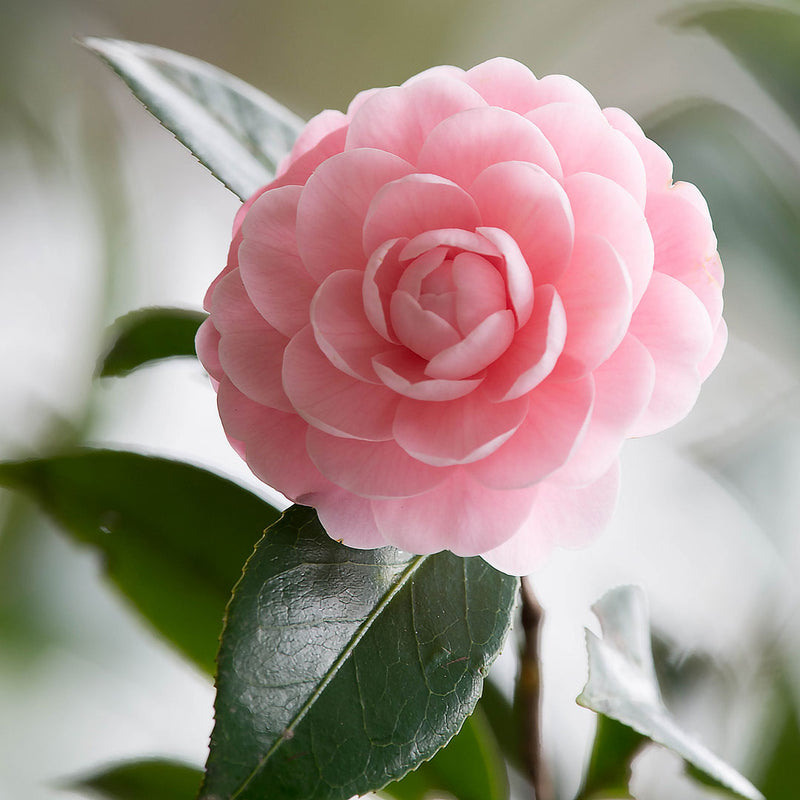 Soft light pink petals of the Camellia flower, scientifically called Camellia japonica