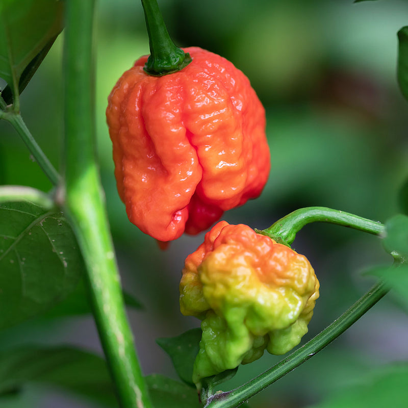Close up of a Carolina Reaper, red and gnarled with a bumpy texture ans small pointed tail