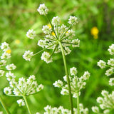 Carawayplant with dainty white flowers scientifically called Carum carvi