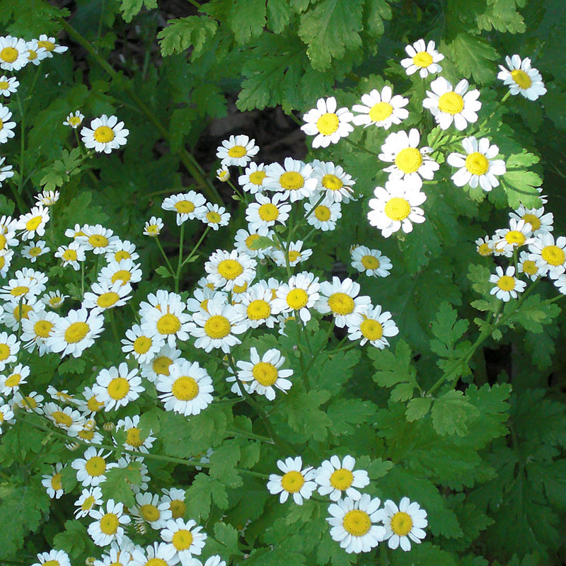 Dainty white feverfew flowers growing in the wild scientifically known as Chrysanthemum parthenium creat NATIVE EXTRACTS Feverfew Cellular Extract
