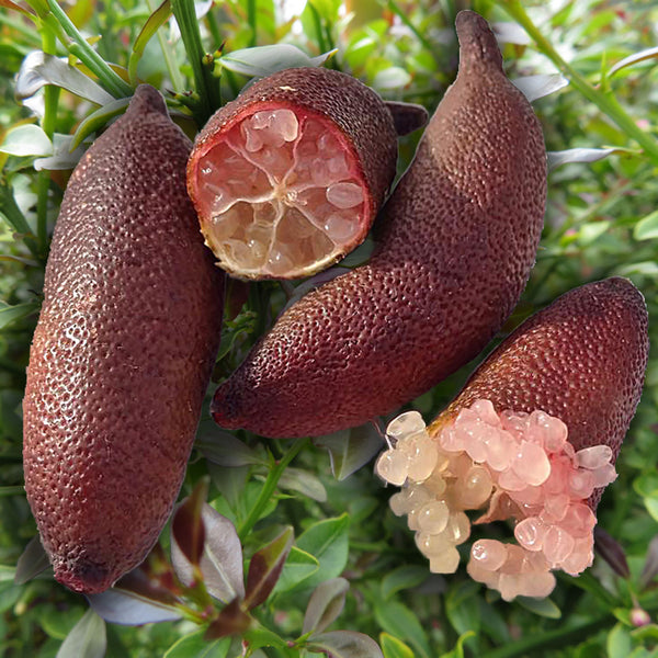 Close up of the tiny little pink, red and white pearls of the finger lime scientifically known as Citrus australasica create NATIVE EXTRACTS Finger Lime Caviar Cellular Extract