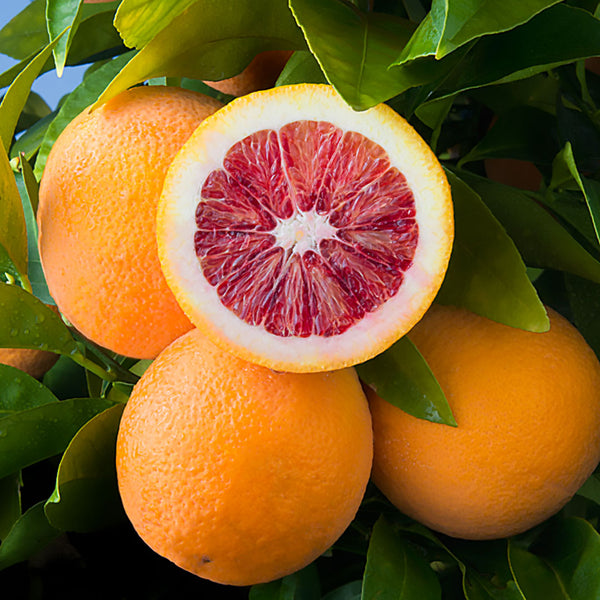 Ripe blood oranges with deep red centre, scientifically named Citrus x sinensis