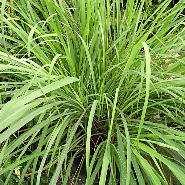The Lemongrass plant (Cymbopogon citratus)