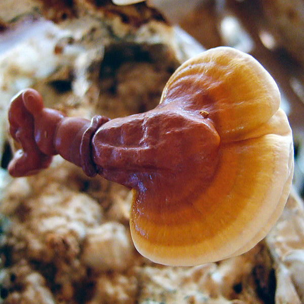 Reishi mushroom (Ganoderma lucidum) is varying shades of brown, cream and yellow. The mushroom part of the plant is used to create the Native Extracts Reishi Mushroom Cellular Extract.