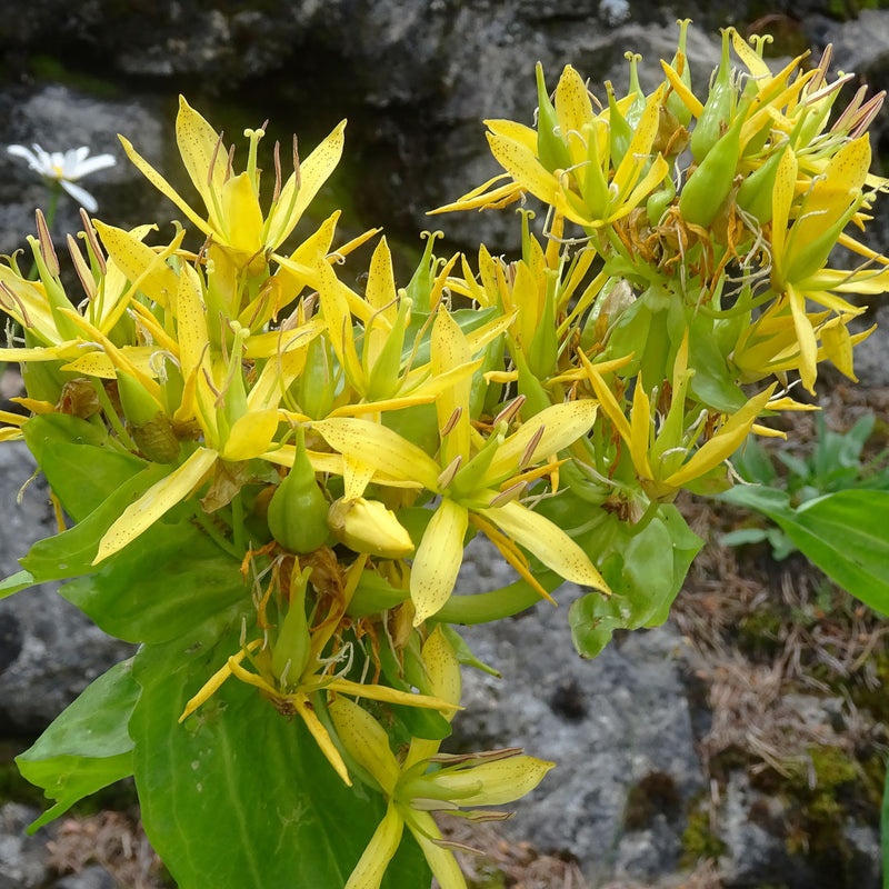 Golden yellow cluster of Gentian flowers scientifically known as Gentiana lutea creates NATIVE EXTRACTS Gentian Cellular Extract