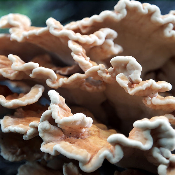 Maitake mushroom, also known Grifola frondosa.