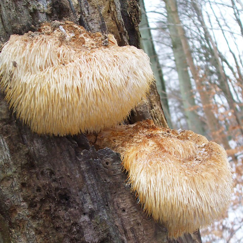 The Lion’s Mane mushroom (Hericium erinaceus) growing on a tree trunk.