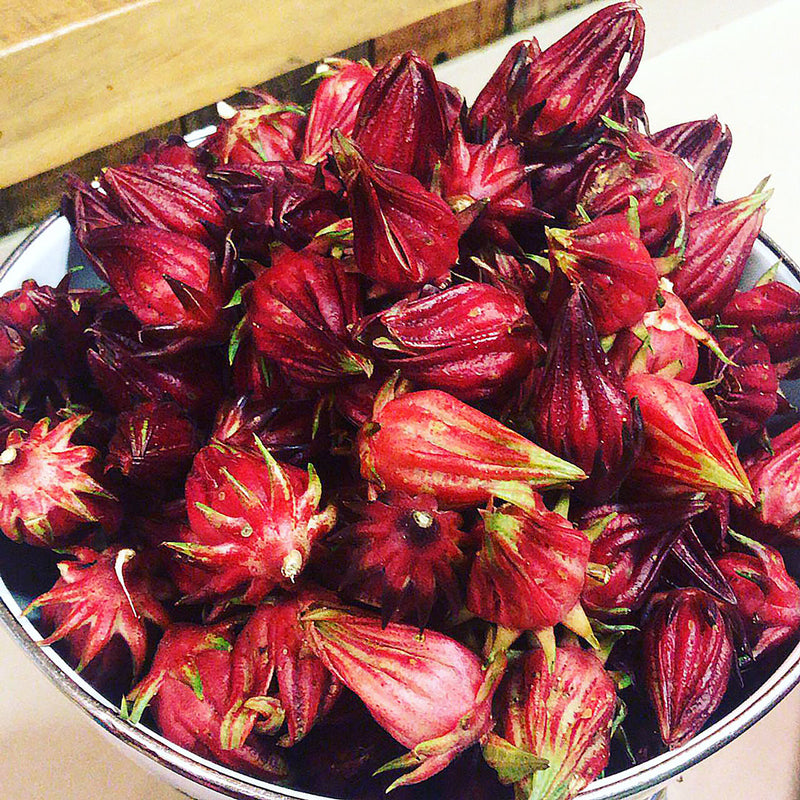 The Rosella flower (Hibiscus sabdariffa), which has a red bulb shaped base and pointed top, is used to create the Native Extracts Rosella Fruit EssenXce.