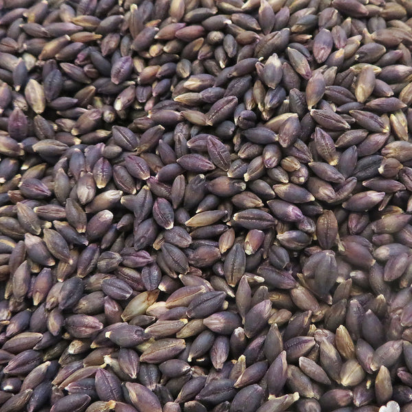 Dried Barley, purple black in colour