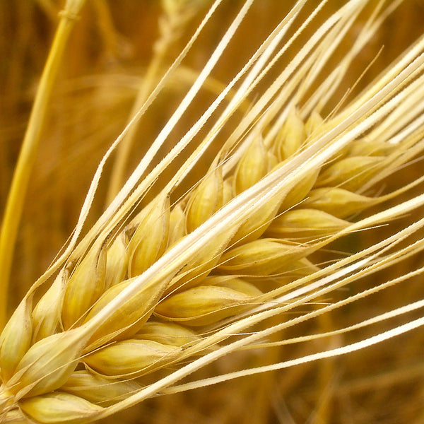 Close up of Barley (Hordeum vulgare), yellow in colour