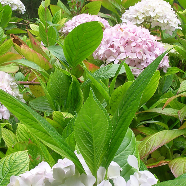 Hydrangea Cellular Extract