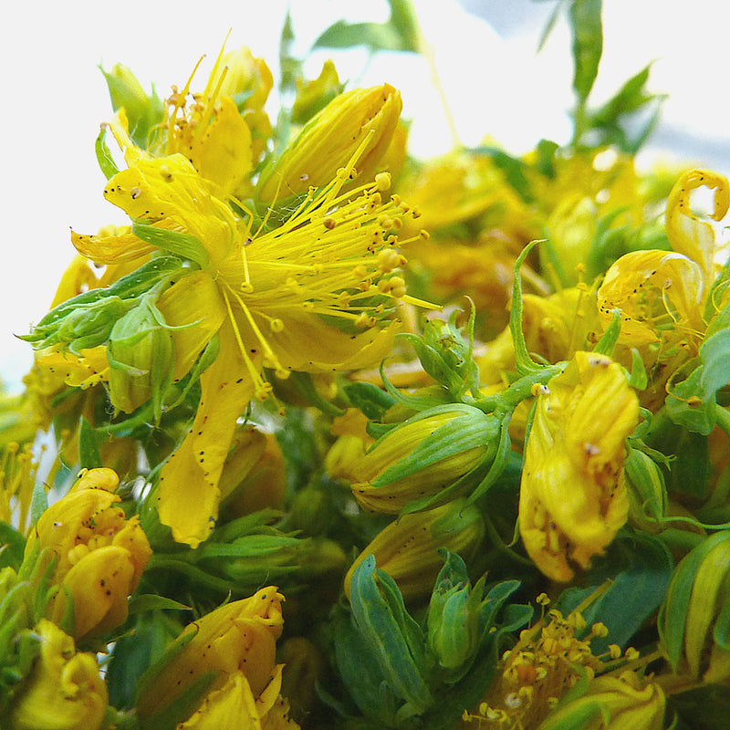 The St Johns Wort (Hypericum perforatum) plant, has bright yellow leaves and is used to create the Native Extracts St Johns Wort Cellular Extract.