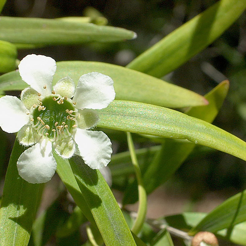 The Lemon-scented Tea Tree (Leptospermum petersonii), green long leaves and a white flower.