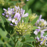 The Alfalfa plant, with soft purple flowers.