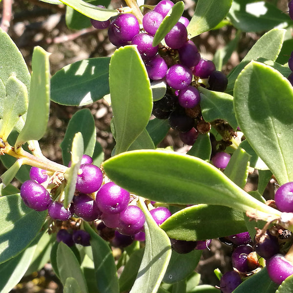 Myoporum insulare, known as Common Boobialla is used to create the Native Juniper Cellular Extract.