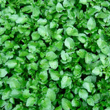 Watercress Leaf Cellular Extract