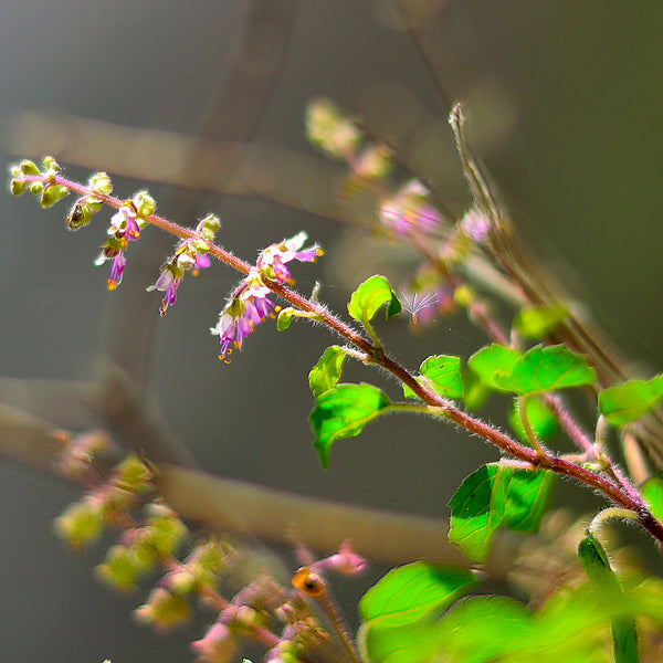 Close up of Holy basil green leaves with dainty pink purple flowers, scientifically known as Ocimum tenuiflorum (synonym Ocimum sanctum) creates NATIVE EXTRACTS Holy Basil Cellular Extract