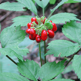 The Panax Ginseng plant, with red berries and dark green leaves, is used to create the Native Extracts Panax Ginseng Cellular Extract.