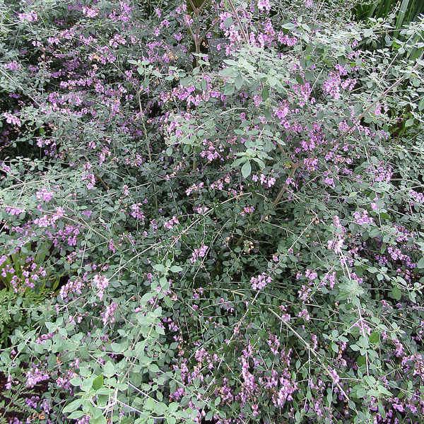 Native Bush Mint, also known as Round-leaved Mintbush and Native Oregano (Prostanthera rotundifolia) has purple flowers and is used to create the Native Bush Mint Cellular Extract.