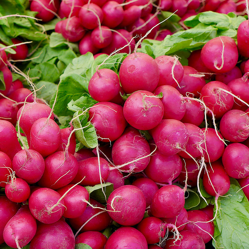 The Radish root (Raphanus sativus) is round, and bright pink in colour, and used to create the Native Extracts Radish Cellular Extract.
