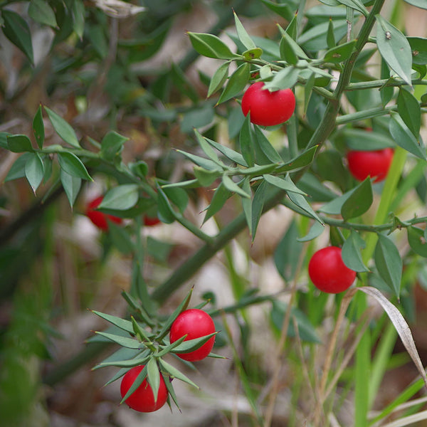 Green spine tipped leaves with bright red berries scientifically named Ruscus aculeatus