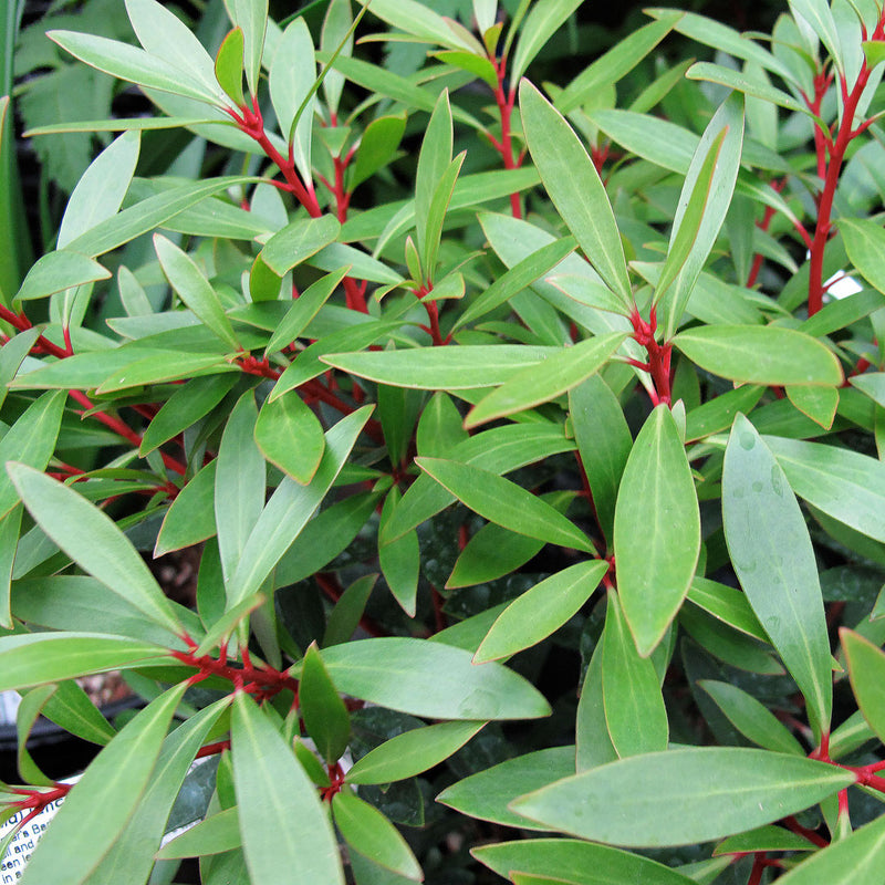 The Mountain Pepper Plant with white flowers. The leaves are used to create the Mountain Pepper Leaf Cellular Extract.