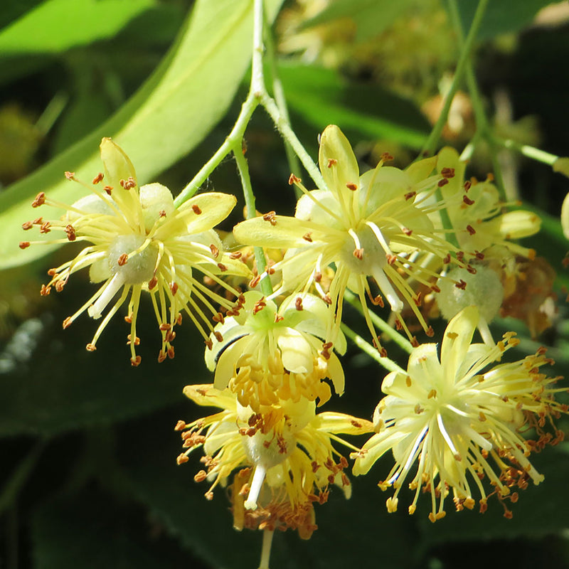 The Linden Flower plant, with yellow flowers.