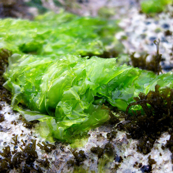 Undaria pinnatifida, commonly known as Wakame, bright green in colour grows naturally