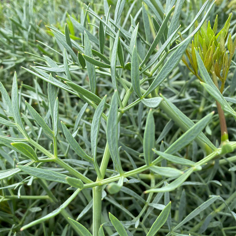 The Sea Fennel plant, also known as Samphire and Rock Samphire (Crithmum maritimum), is a plant with long thick, green stems, and is used to create the Native Extracts Sea Fennel Cellular Extract.