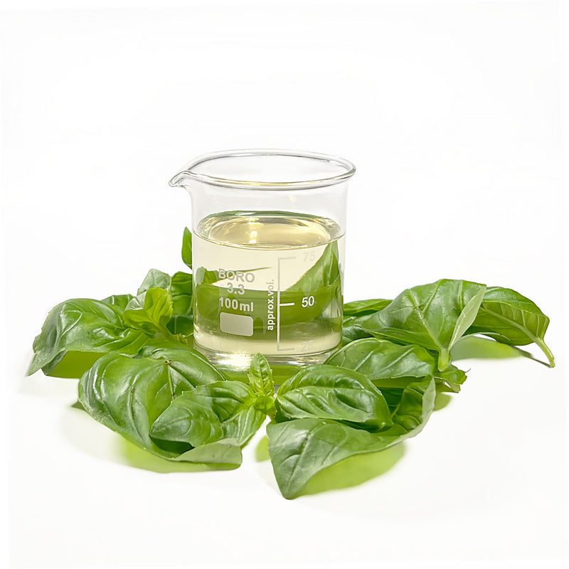 Beaker of Basil Cellular Extract with fresh Basil leaves (Ocimum basilicum) bright green in colour