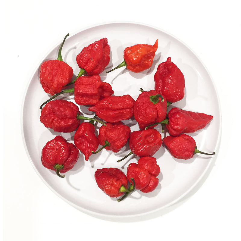 Bright red Carolina Reapers also called chillies sitting in a white dish