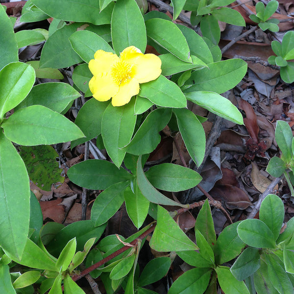 The Snake Vine (Hibbertia scandens), has lush green leaves and is used to create the Native Extracts Snake Vine Cellular Extract.