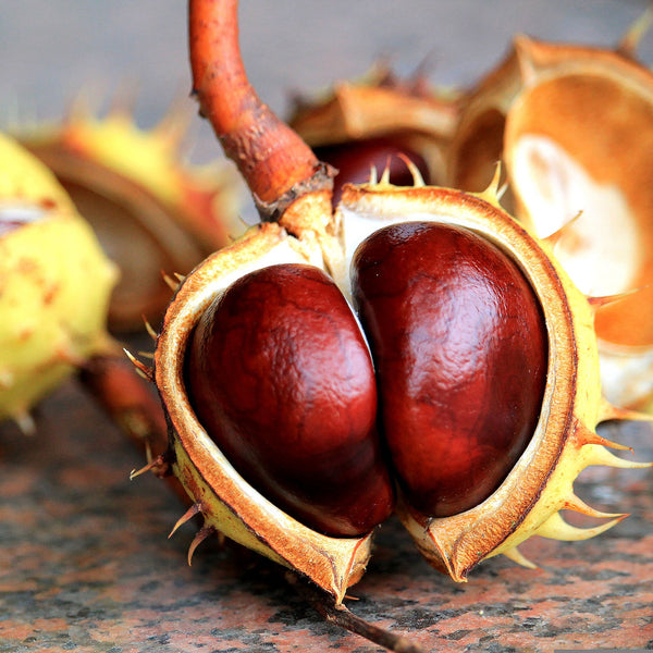 Cluster of horsechestnuts, prickly fruit capsules that contain a glossy brown and nut-like seed. Scientifically known as Aesculus hippocastanum to create NATIVE EXTRACTS Horsechestnut Cellular Extract