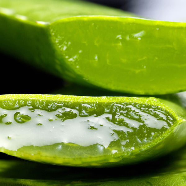The Aloe Vera leaf, cut open allowing you to see the Aloe Vera gel inside.