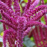 The Amaranth Seed plant, that is bright purple. 