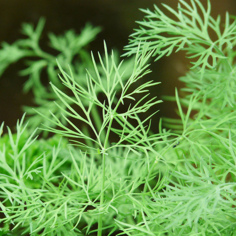 Fresh dill with fine-textured fern-like leaves, bright green in colour, scientifically known as Anethum graveolens