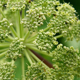 Small flower buds of the Angelica archangelica plant